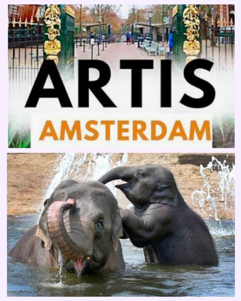 Dierentuin Artis  4 x entreetickets 🐘🦒🦍🐒🦝🐆, Tickets en Kaartjes, Recreatie | Dierentuinen, Drie personen of meer, Ticket of Toegangskaart