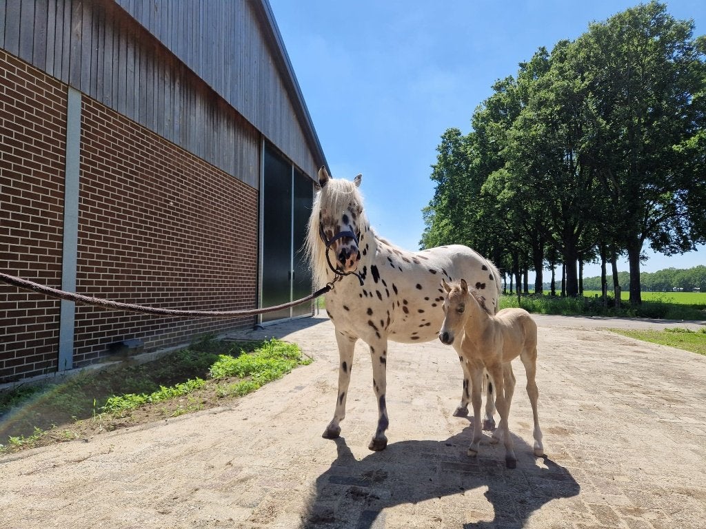 Heel leuk hengstenveulen valk b-pony, Met stamboom, Niet van toepassing, 0 tot 2 jaar, Hengst