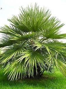 10x Chamaerops humilis(Europese dwergpalmboom)zaden.