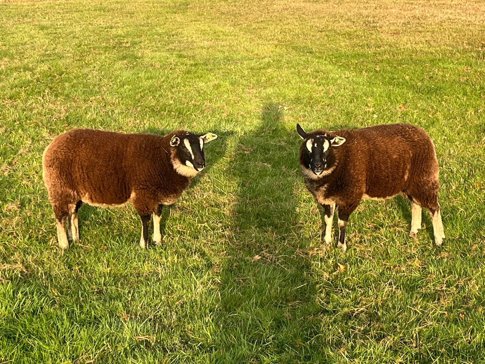 Prachtige tweeling Dassenkop ooilammeren, Vrouwelijk, Schaap, 0 tot 2 jaar