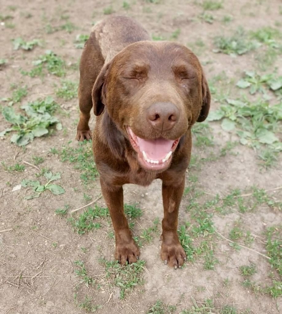 LARRY, PRACHTIGE, JONGE, LABRADOR, REU ZOEKT THUIS, Dieren en Toebehoren, Honden | Niet-rashonden, Particulier, Reu, 1 tot 2 jaar
