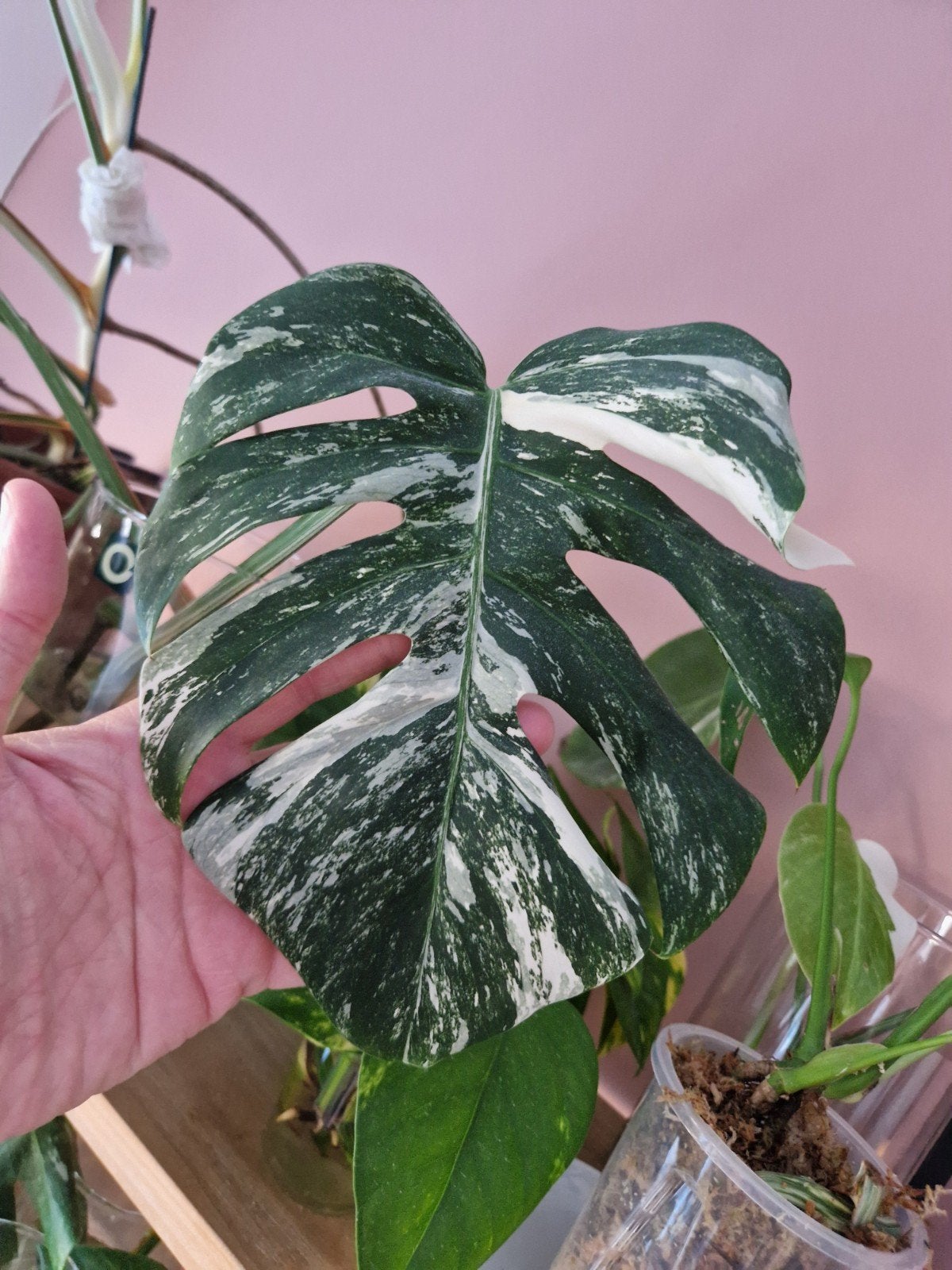 Monstera Deliciosa Albo Variegata stekken, Ophalen of Verzenden, Halfschaduw, Minder dan 100 cm