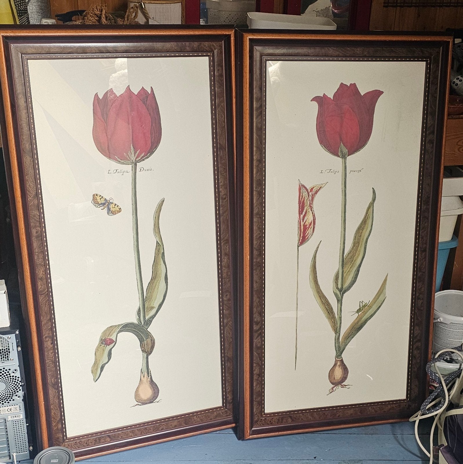 Ingelijste botanische kunstprints: Rode Tulpen (set van 2), Ophalen