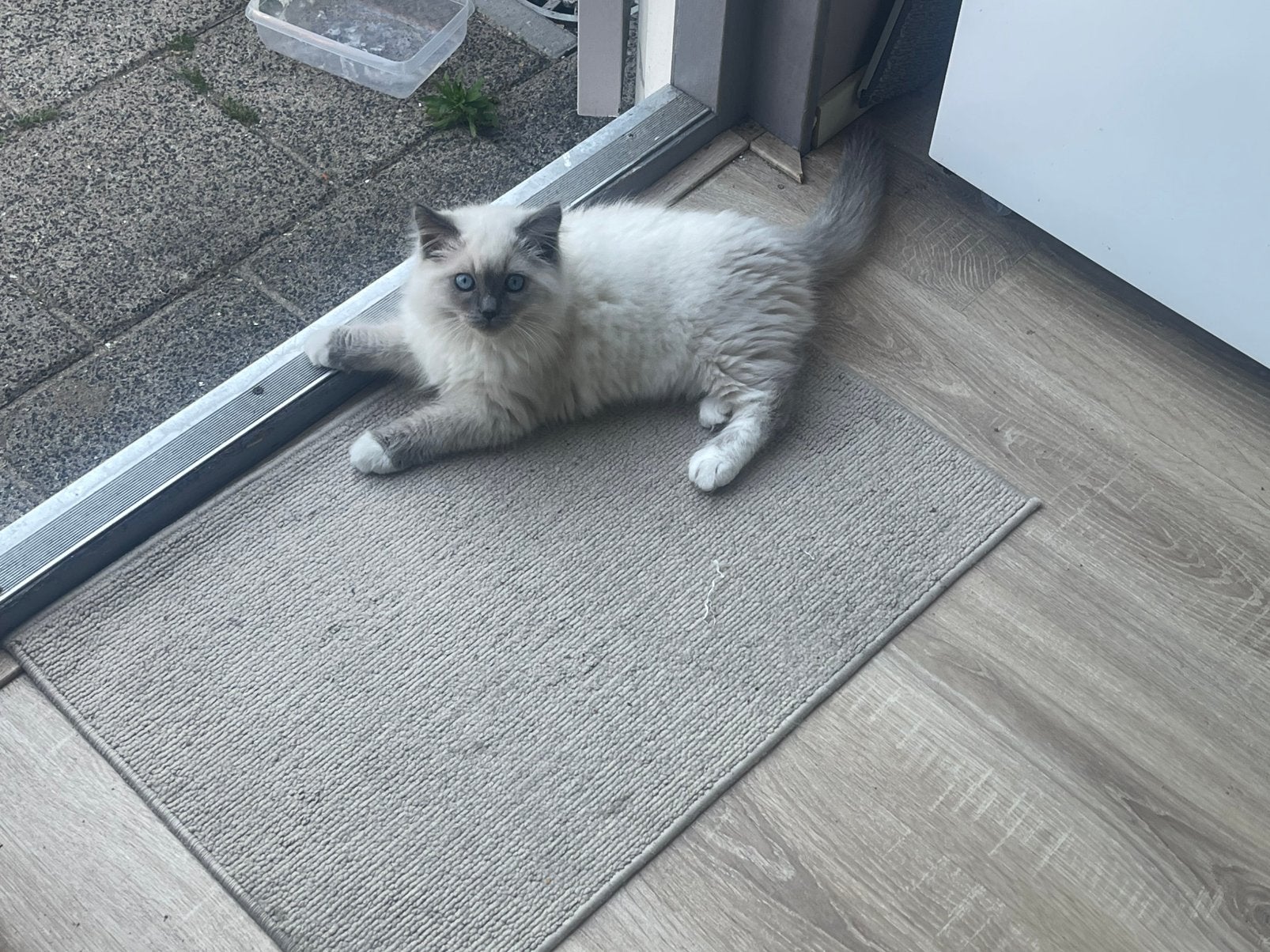 Ragdoll kitten, 0 tot 2 jaar