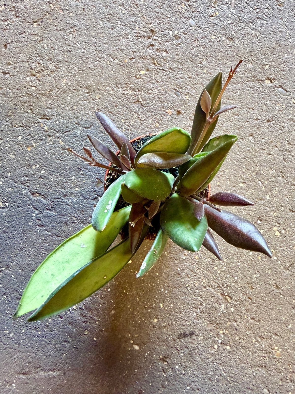 Hoya bilobata p6, Ophalen of Verzenden