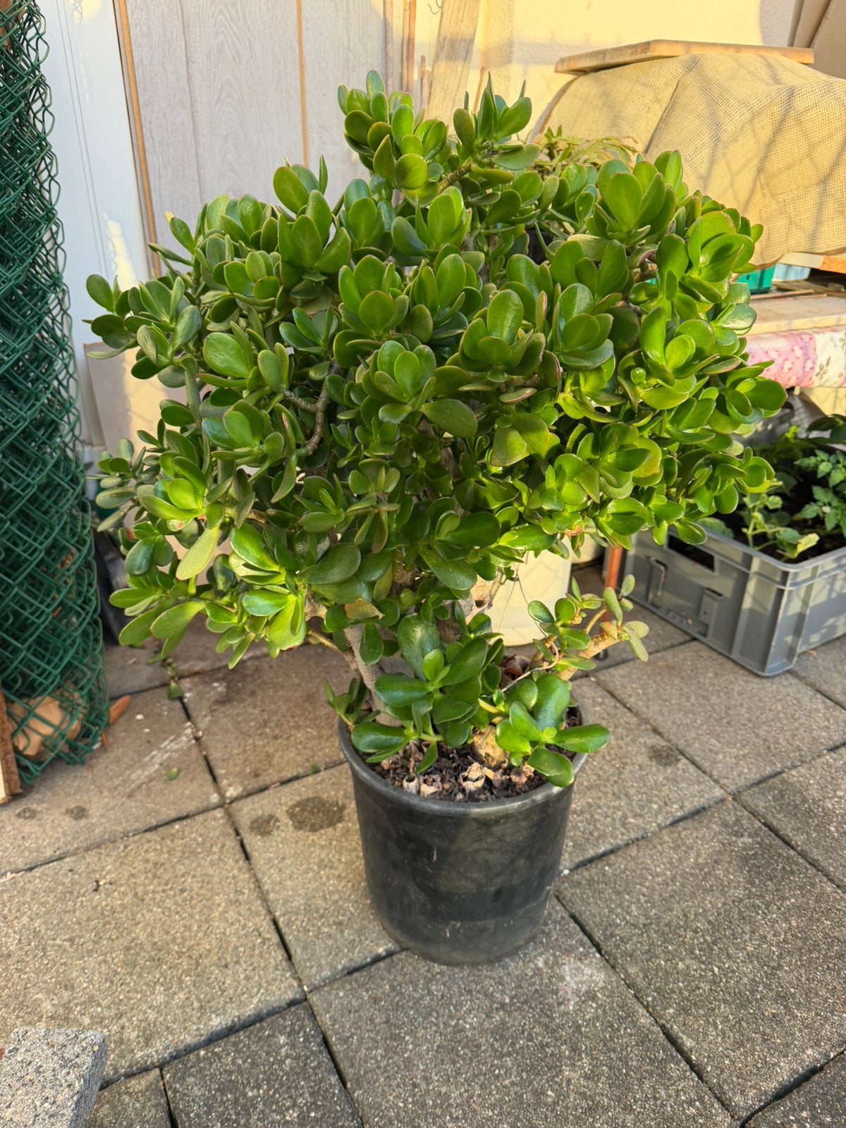 Crassula Ovata/Jade plant, vetplant, geldboom, Ophalen, Overige soorten, Minder dan 100 cm
