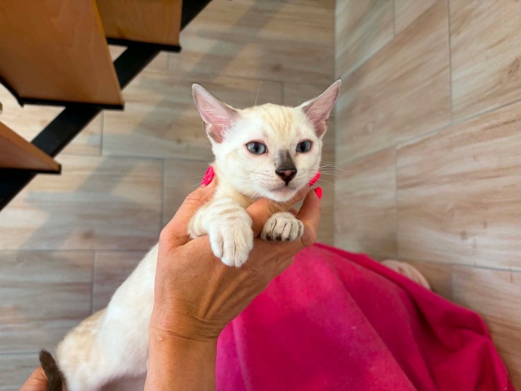 Bengaal kittens met stamboom, Dieren en Toebehoren, Katten en Kittens | Raskatten | Korthaar, Poes, Met stamboom, 0 tot 2 jaar