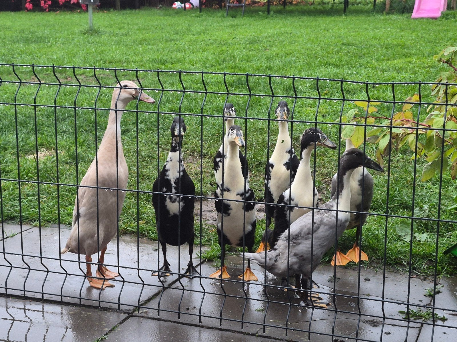 Jonge loopeendjes, Dieren en Toebehoren, Meerdere dieren, Eend