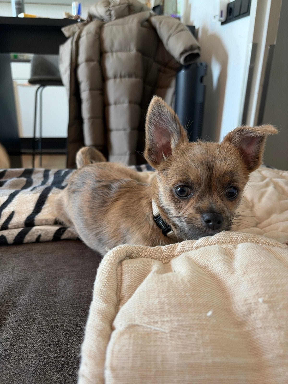 Chiwauwa, Dieren en Toebehoren, Honden | Niet-rashonden, 15 weken tot 1 jaar, Teef, Parvo, Eén hond