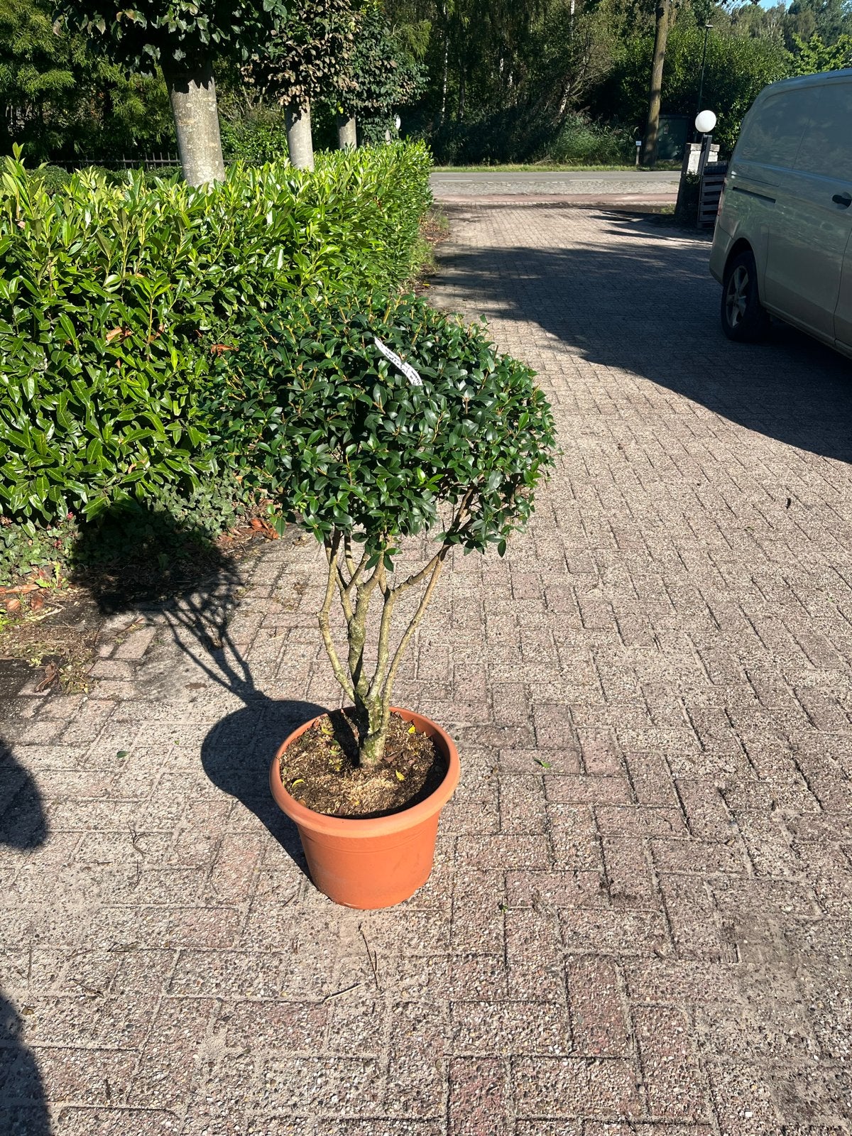 Osmanthus burkwoodii meerstam, Tuin en Terras, Vaste plant, Halfschaduw, Lente, Ophalen