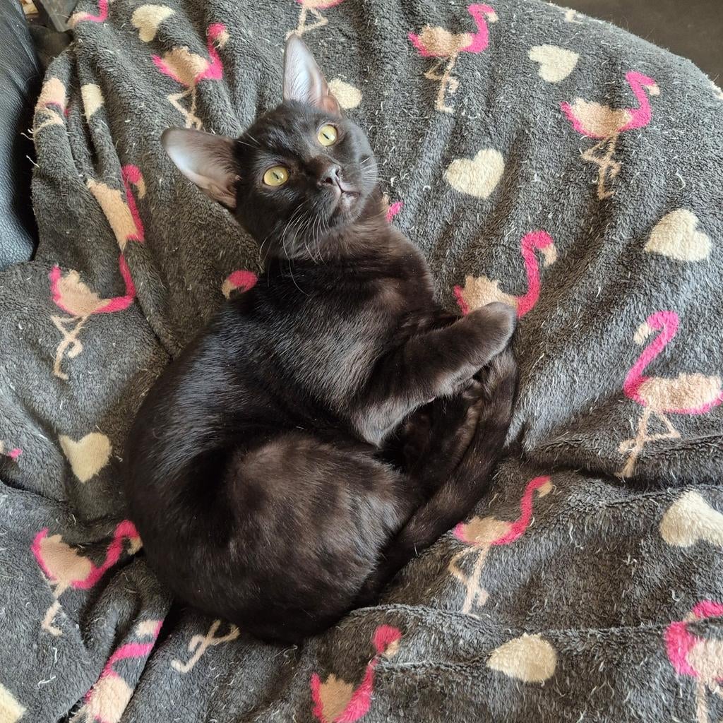 Bengaal katertje Melanistic zoekt gouden mandje, Kater, Met stamboom, 0 tot 2 jaar