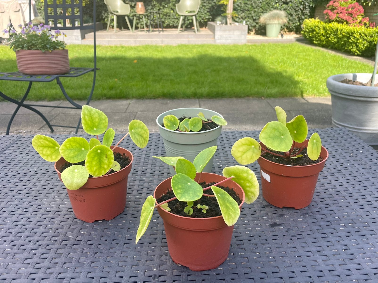 4 PANNENKOEKPLANTJES MET NIEUWE STEKJES, Ophalen, Vaste plant, Overige soorten, Halfschaduw