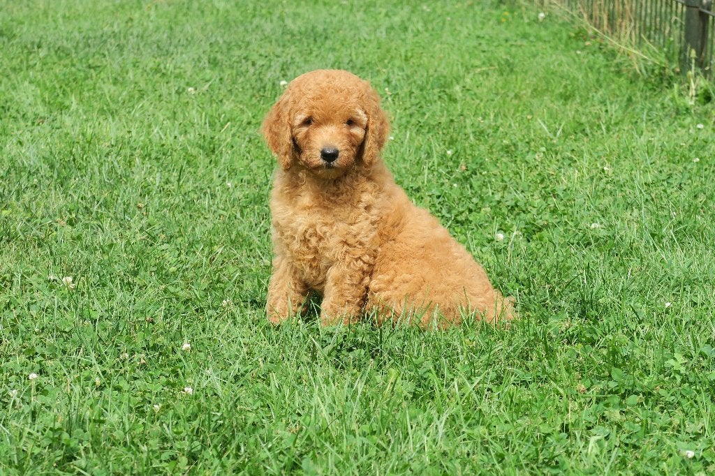 Leuke F3 Medium Goldendoodle pups, Poedel, Parvo, Nederland, 8 tot 15 weken