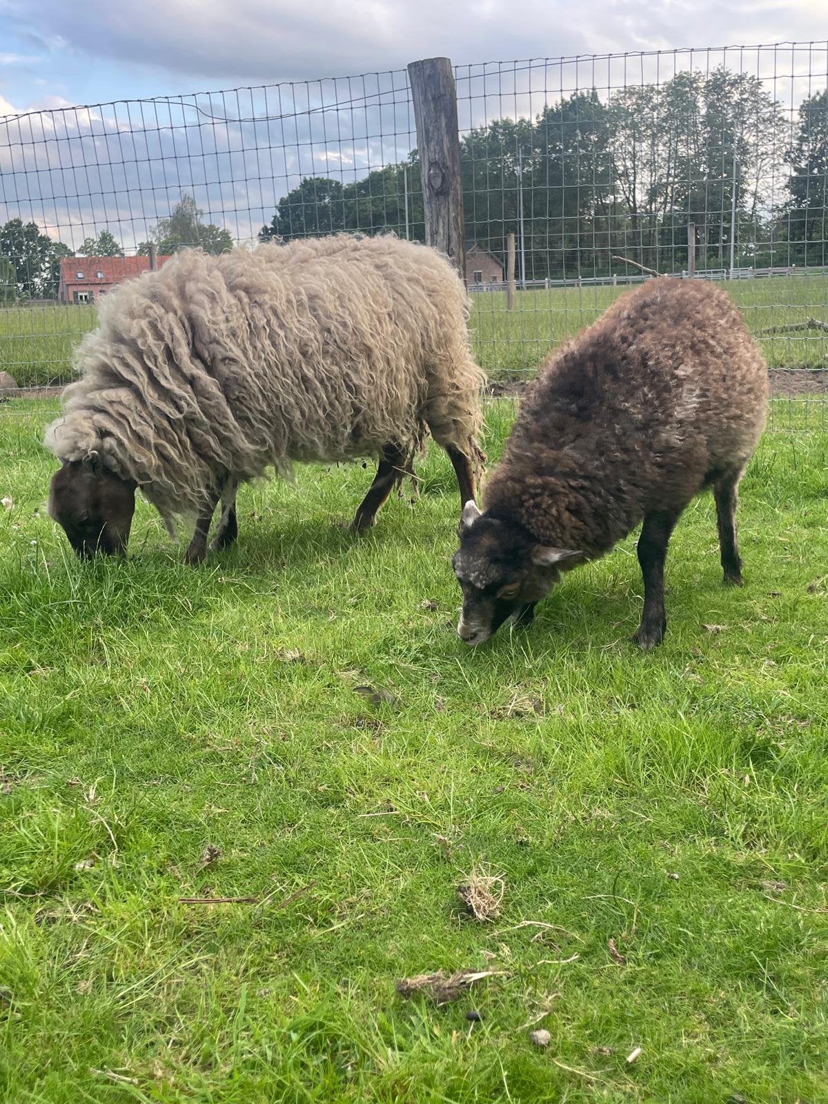 Ouessant ooien en rammetjes, Dieren en Toebehoren, Meerdere dieren, Schaap