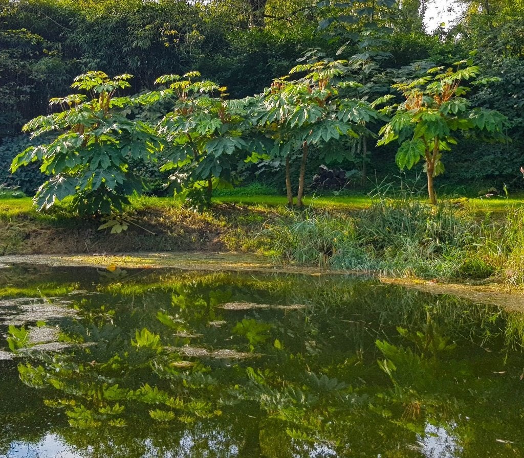 Rijstpapierplant ofwel Tetrapanax papyrifer, Volle zon, Vaste plant, Herfst, Ophalen