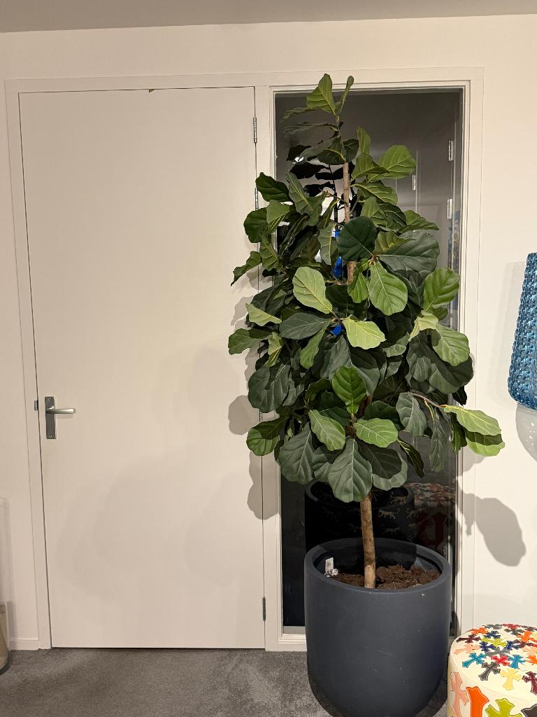 zeer mooi kunstplant 200m hoog, Groen, Kunstplant, Zo goed als nieuw, Inclusief accessoires