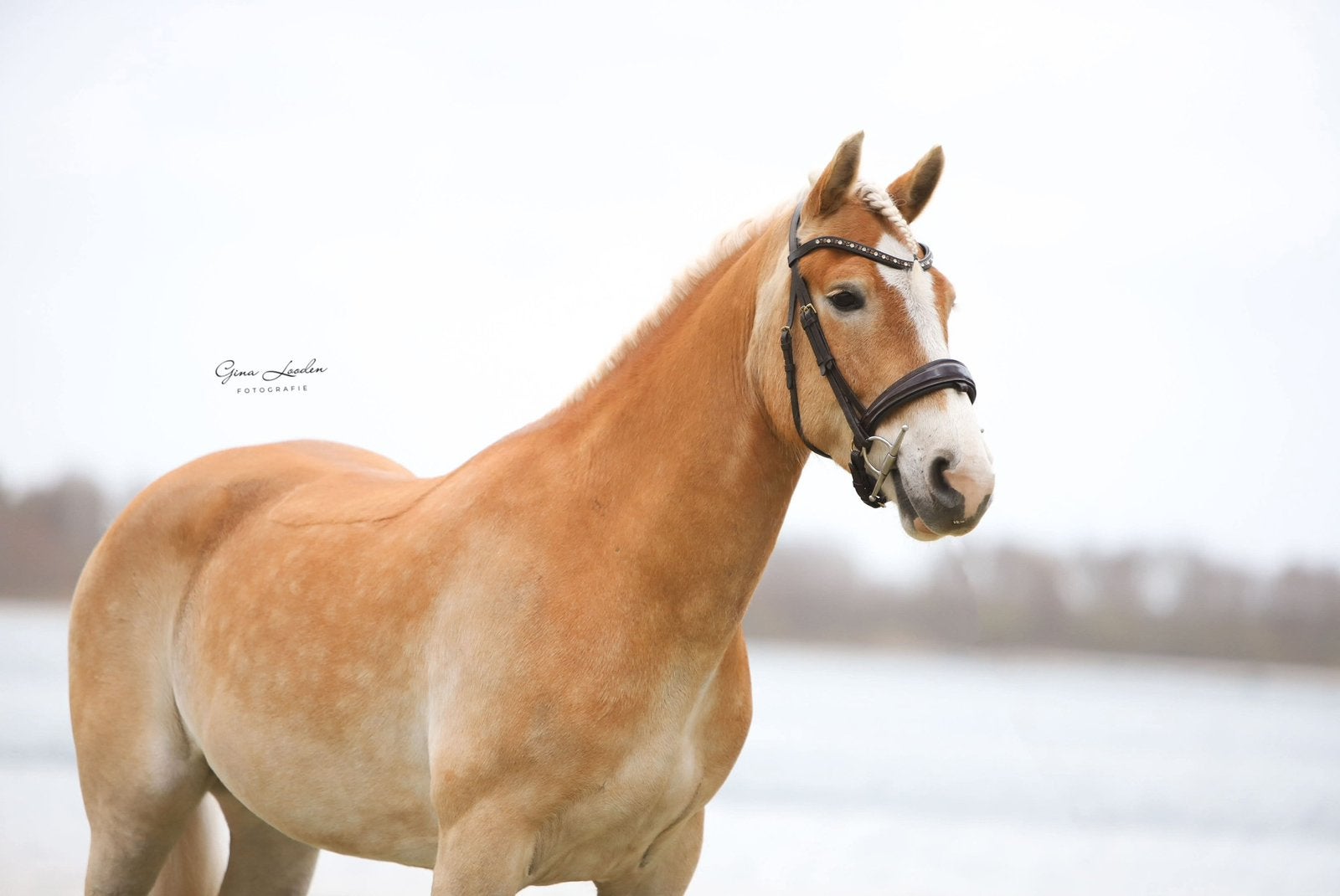 Lieve Haflinger ruin, Gechipt, Minder dan 160 cm, B, Ruin