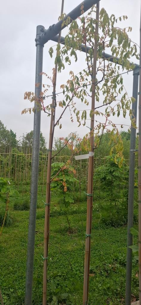 Koelreuteria paniculata coral sun, Tuin en Terras, Planten | Bomen, Ophalen, Volle zon, Overige soorten
