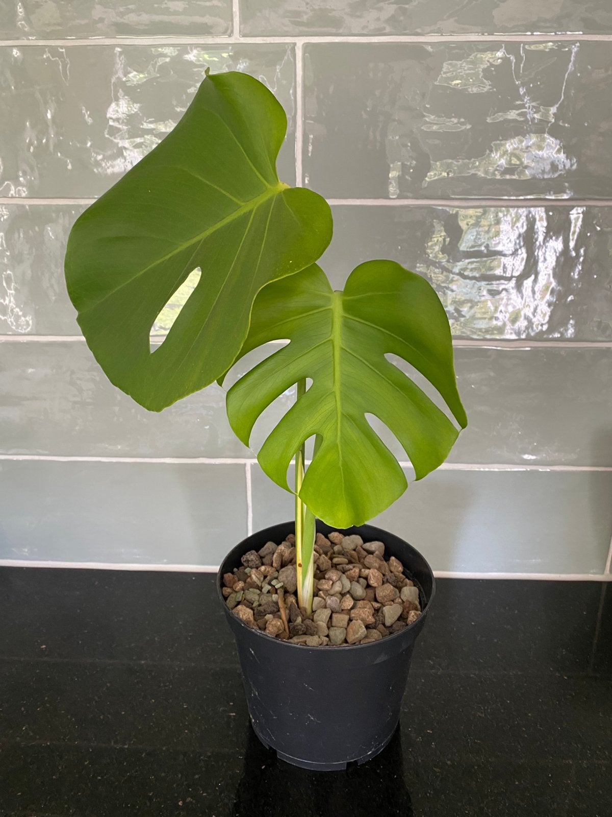Diverse Monstera Deliciosa, Huis en Inrichting, Kamerplanten, Ophalen, Halfschaduw, Minder dan 100 cm