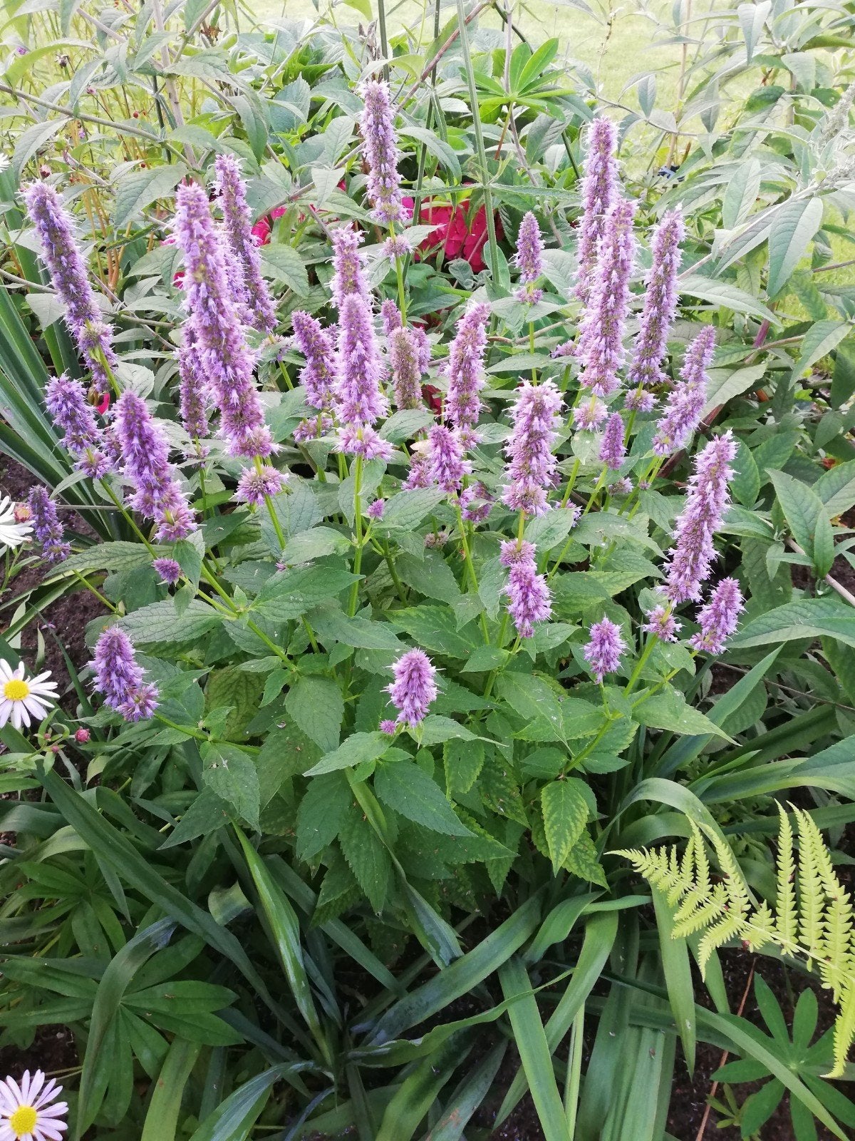 Agastache blue fortune dropplant paars en dropplant wit, Ophalen, Zomer