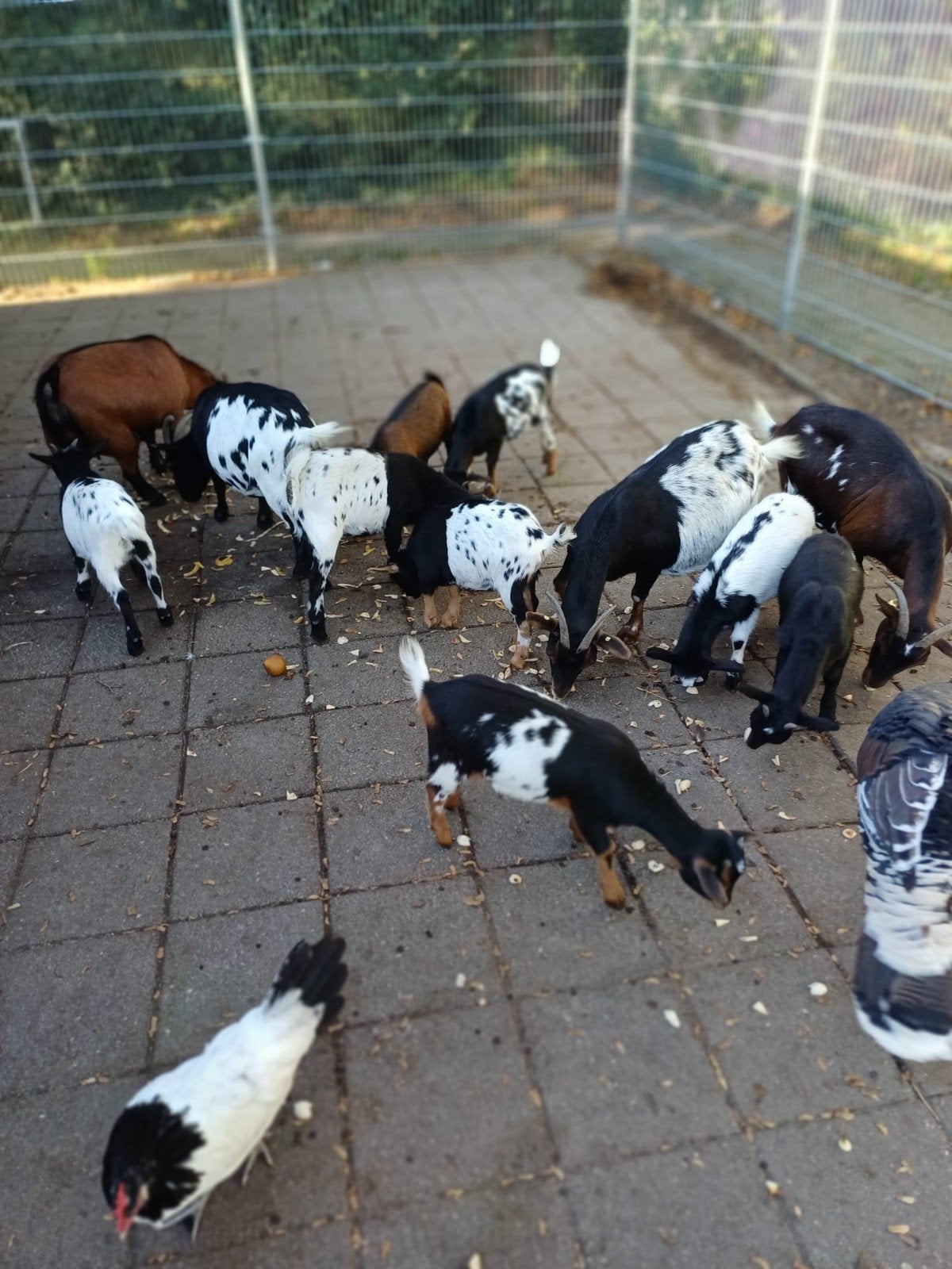 te koop 3 jonge dwerggeitjes, Dieren en Toebehoren, Mannelijk, Geit