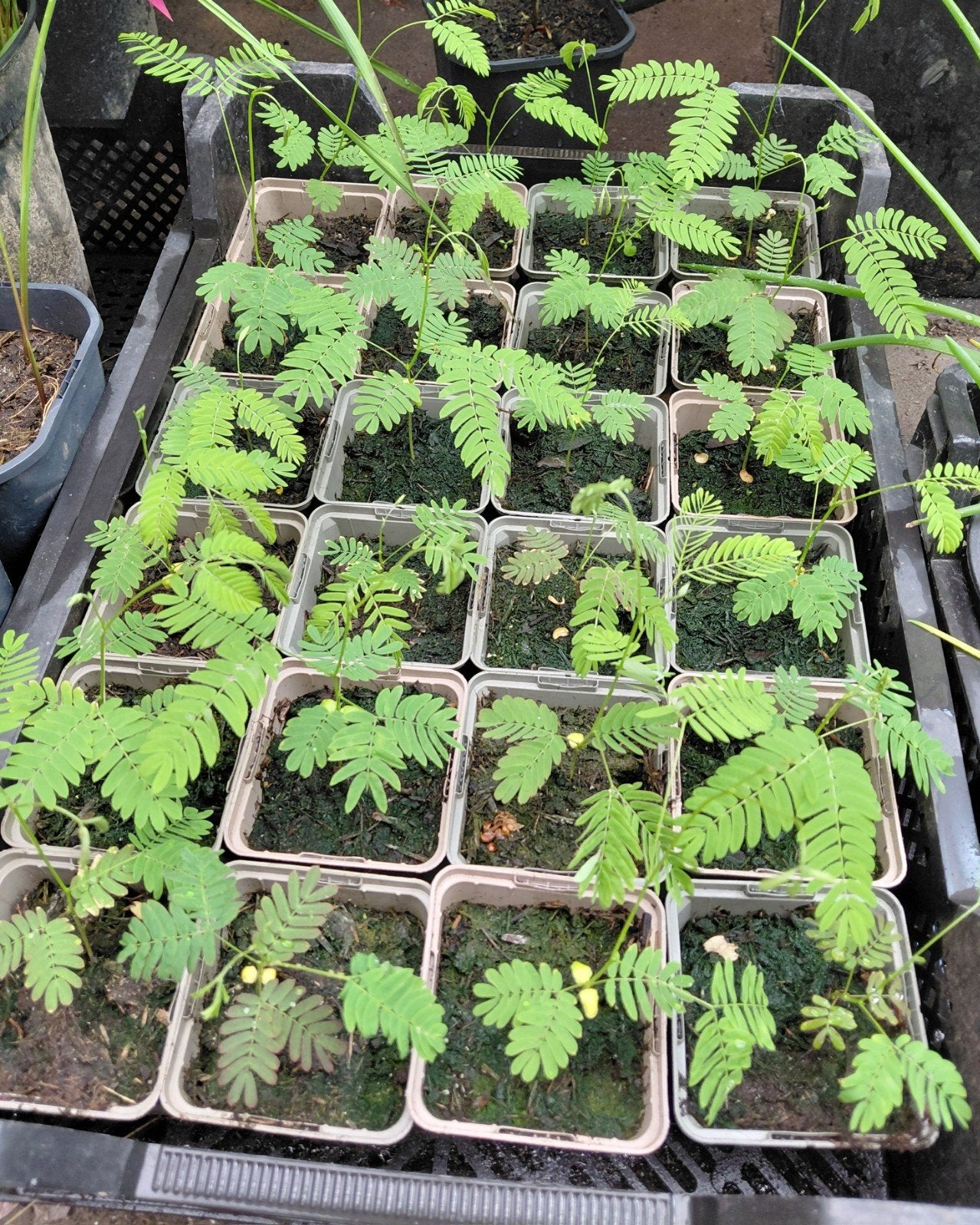 Albizia julibrissin., Volle zon, Vaste plant, Herfst, Ophalen
