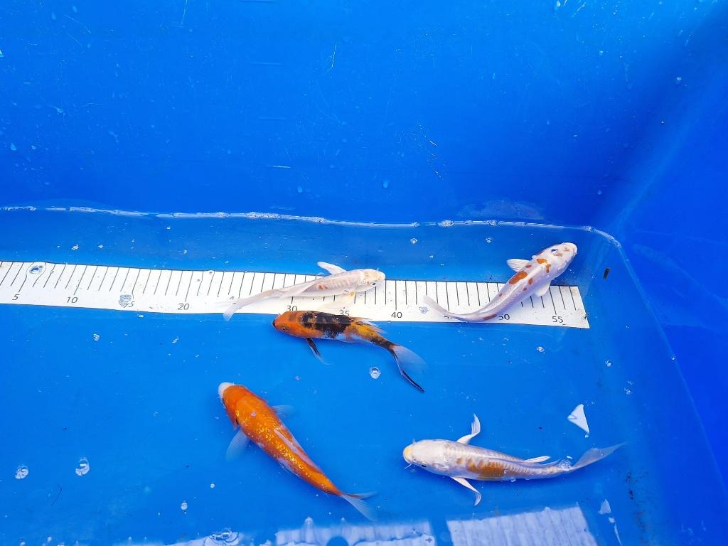 NIEUWE 1 JARIGE KOI, WEEKAANBIEDING 5 voor de prijs van 4, Karper of Koi