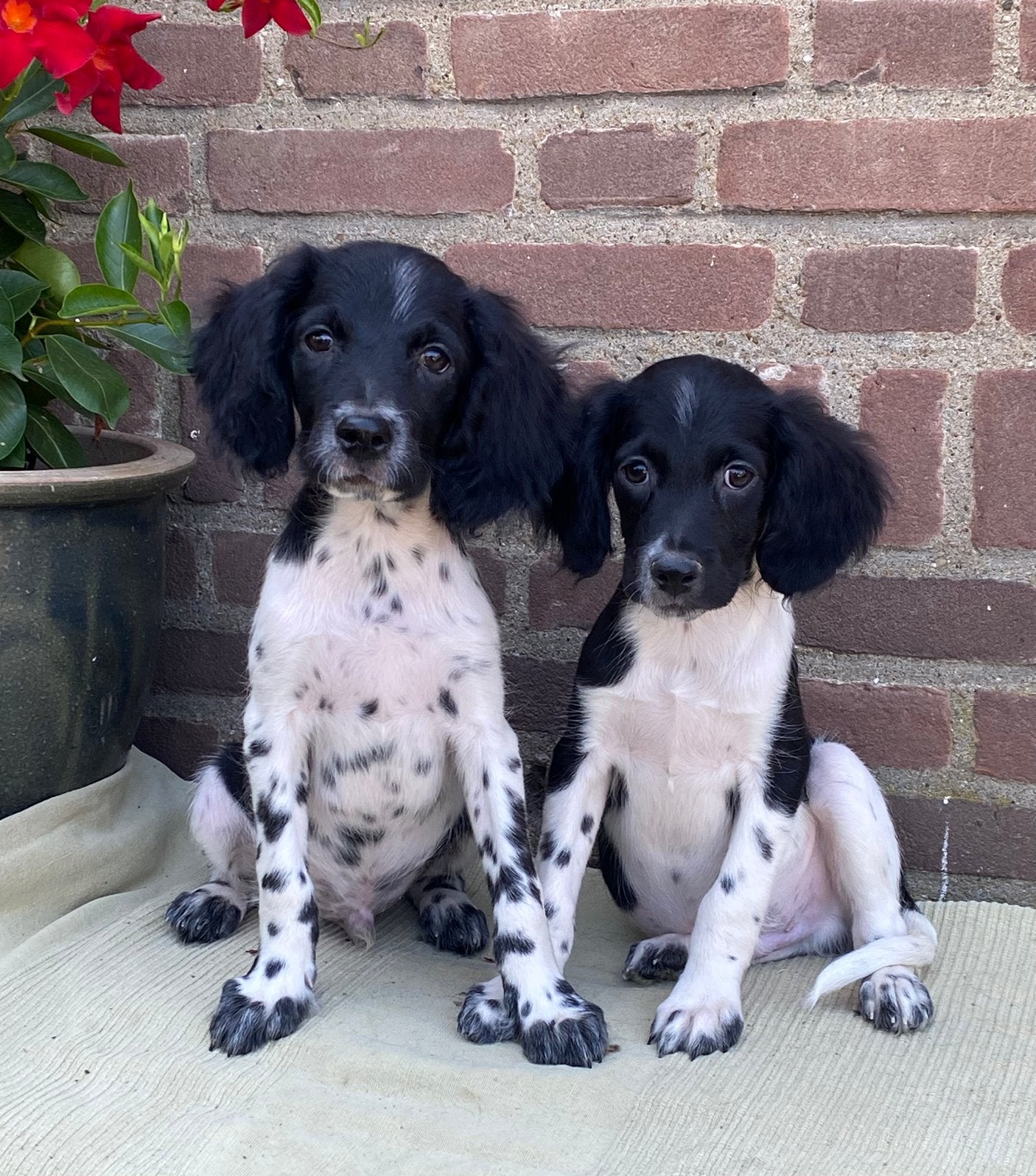 Prachtige HEIDEWACHTEL x FRIESE STABIJ pups, Parvo, Nederland, 8 tot 15 weken, Meerdere