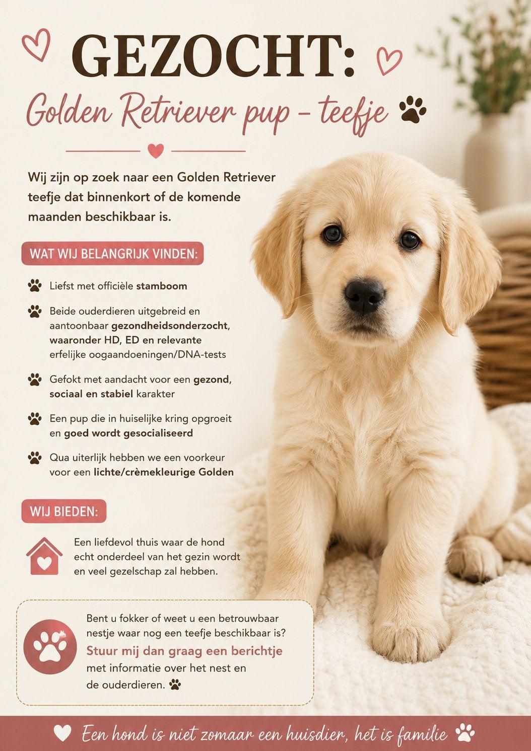 GEZOCHT: Golden Retriever pup – teefje, Golden retriever, Nederland, 8 tot 15 weken, Teef
