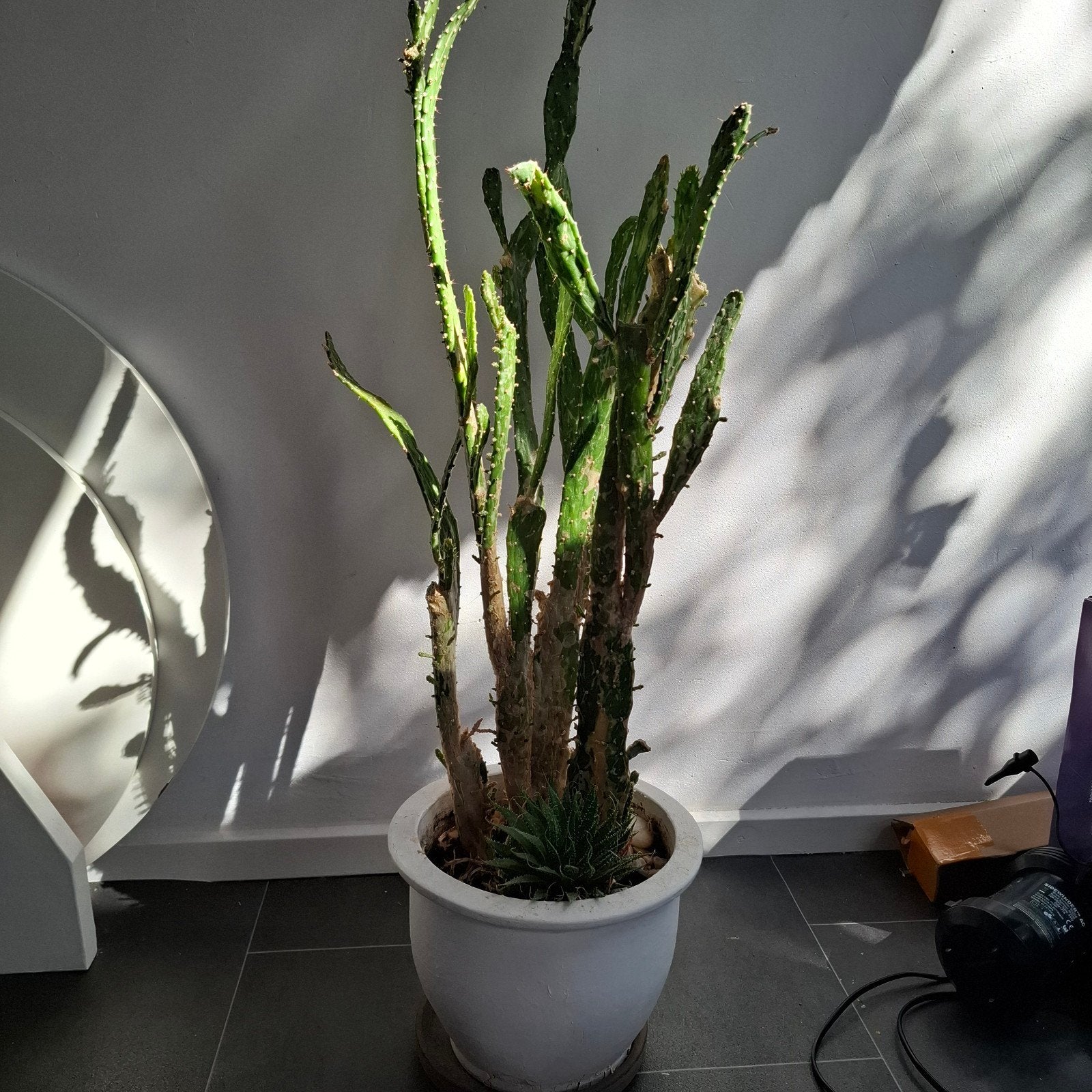 Gratis cactus, Ophalen, Overige soorten, Volle zon