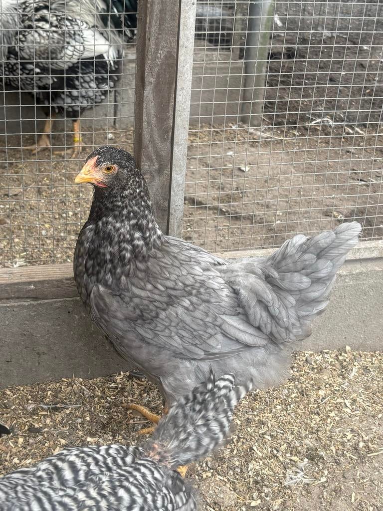 Wyandotte groot Blauw, Dieren en Toebehoren, Pluimvee, Vrouwelijk, Kip