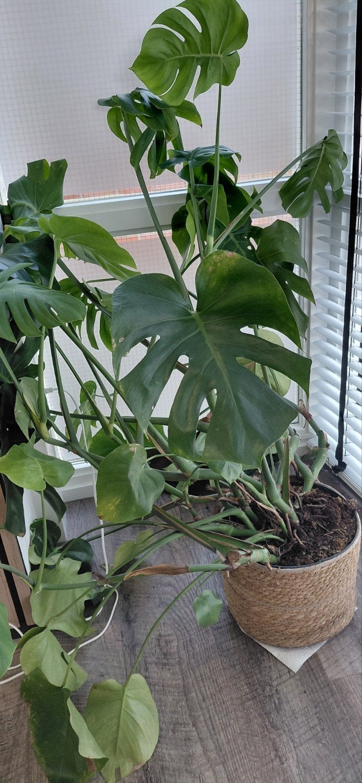 Mooie grote Monstera Deliciosa plant, Vaste plant, Bloeit niet, Halfschaduw, Ophalen