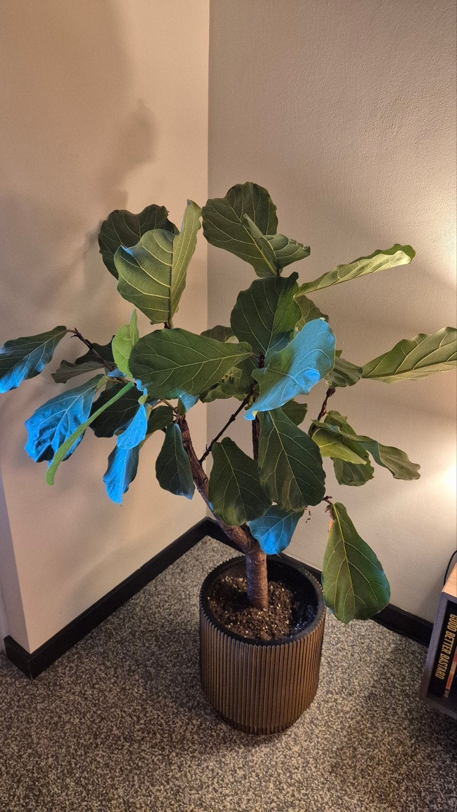 Ficus Lyrata (Tabaksplant) - 1.60m hoog met Intratuin pot, Ophalen