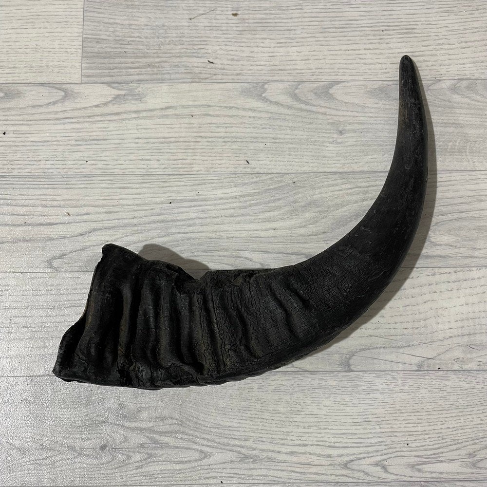 Waterbuffel hoorn los 55cm nr 296 | Lederstore, Ophalen of Verzenden, Nieuw, Boerderijdier, Gewei of Kop