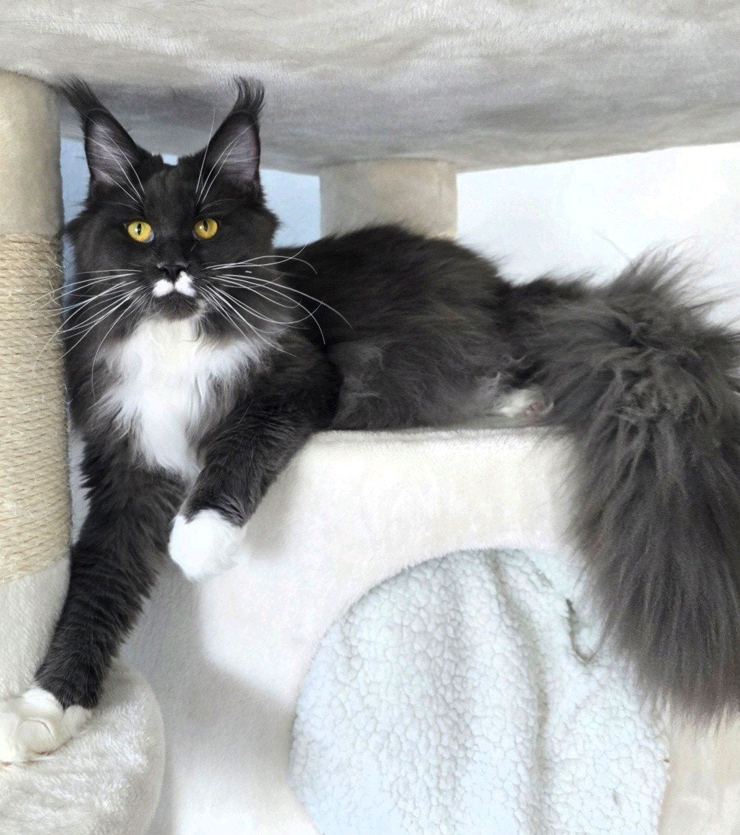 twee raszuivere Maine Coon Poesjes samen of apart, Poes, Gechipt, 0 tot 2 jaar
