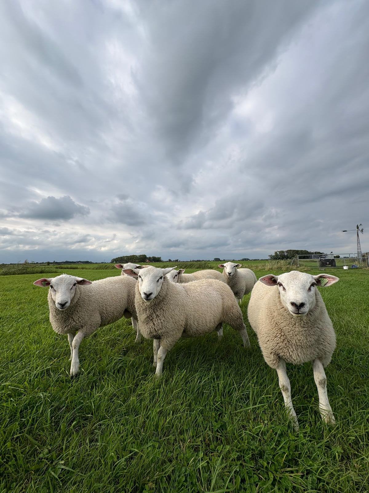 Swifter dekrammen, Dieren en Toebehoren, Mannelijk, Geit