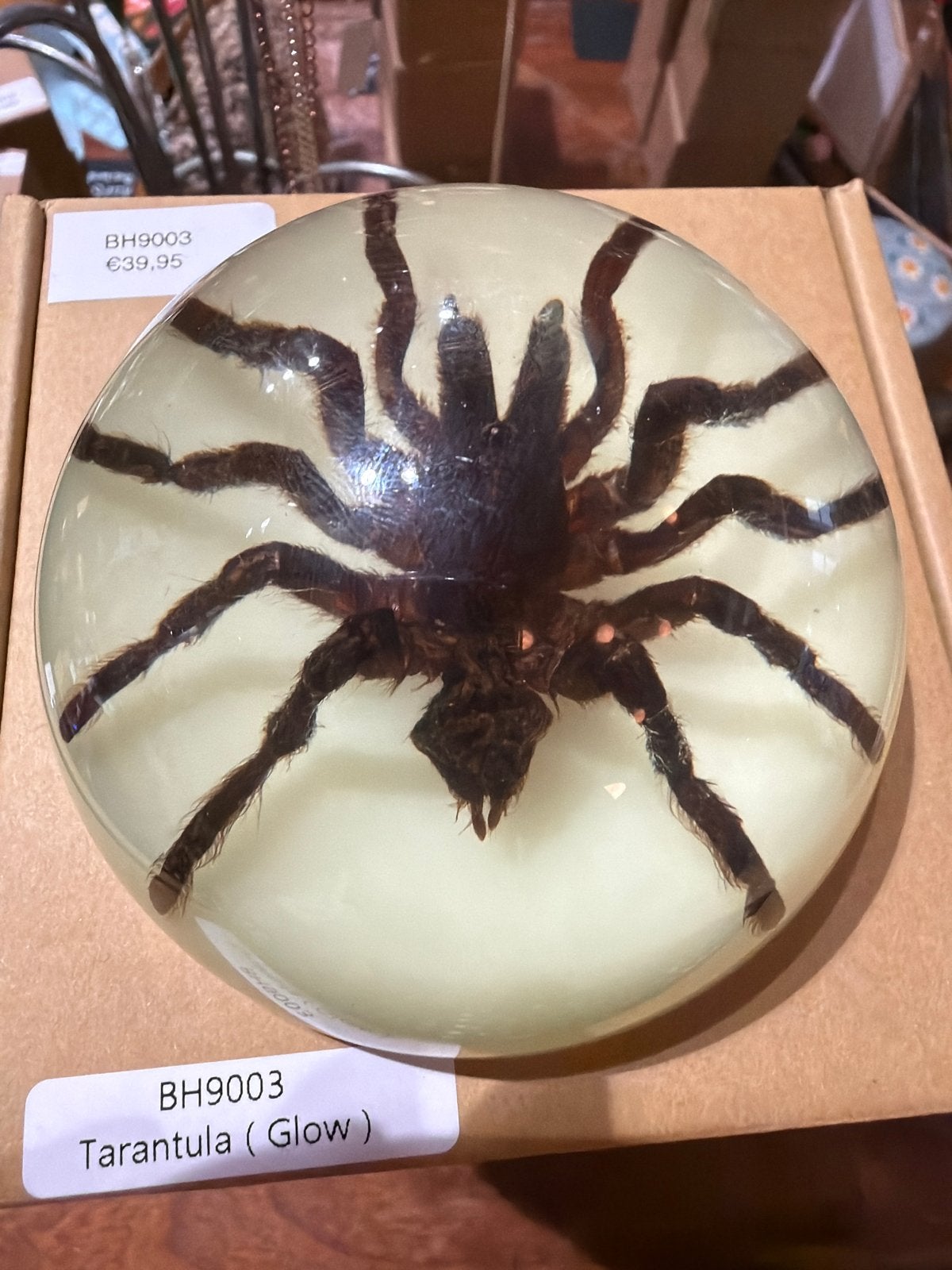Glow in the dark tarantula in hars, Nieuw, Ophalen of Verzenden, X, X