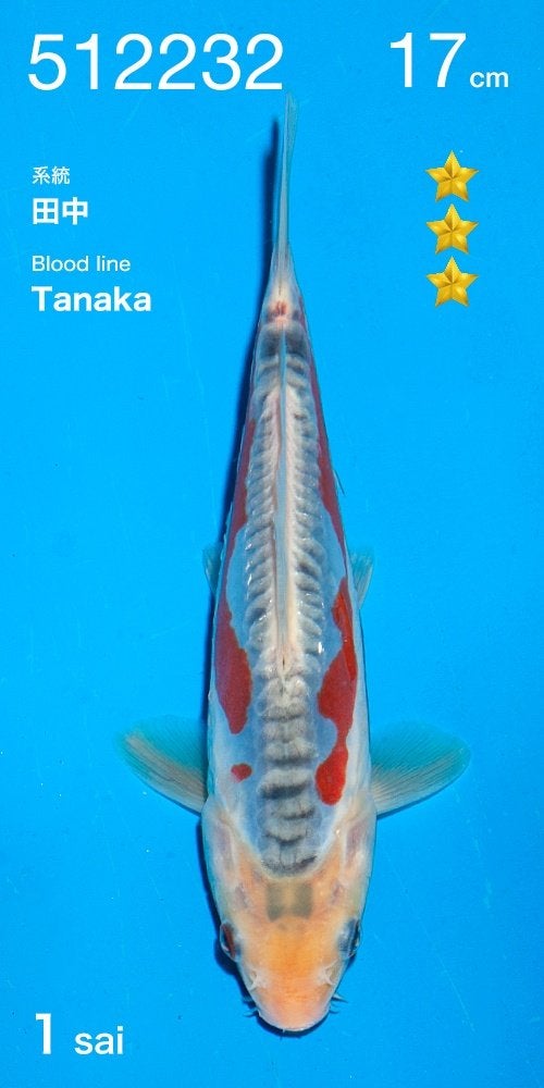 Ogata HQ tosai| Tosai vissen, Karper of Koi