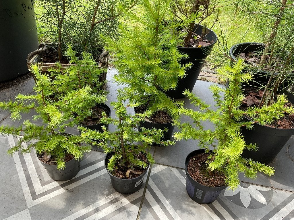Larix dennebomen, Tuin en Terras, Planten | Bomen, Overige soorten, Minder dan 100 cm, Volle zon, Bloeit niet, In pot, Ophalen