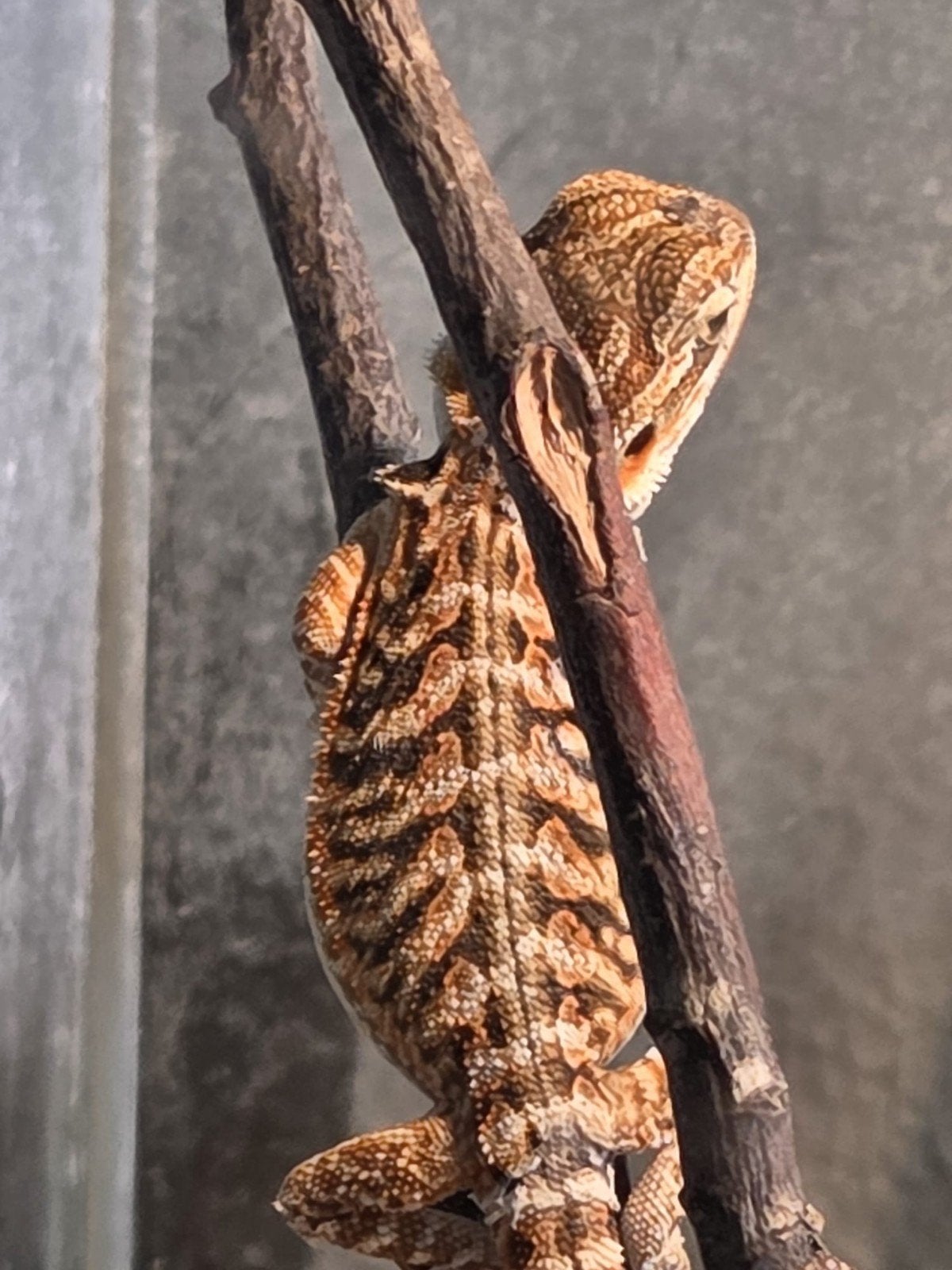 Jonge baardagamen, Dieren en Toebehoren, Amfibie, Tam, 0 tot 2 jaar