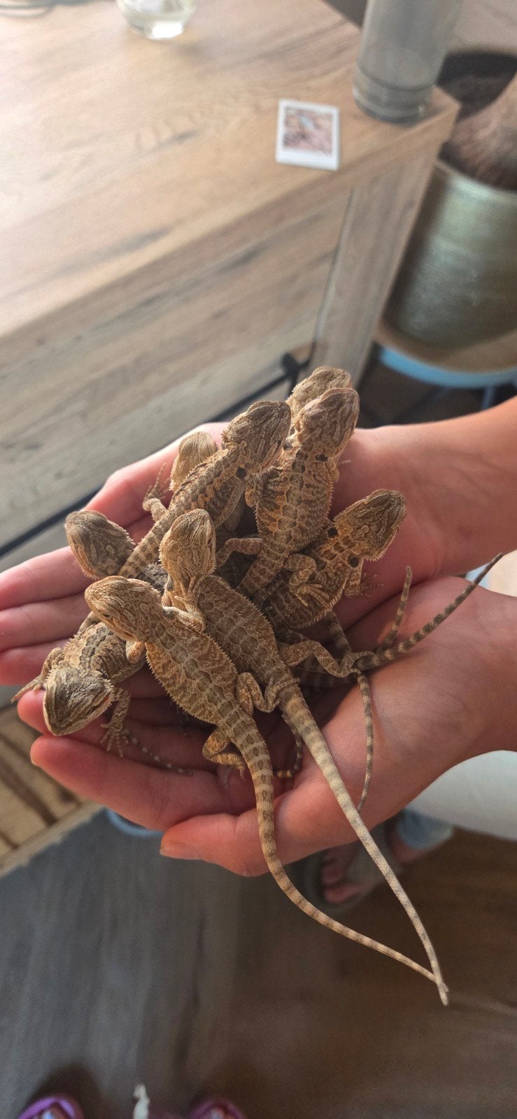 Baby baardagamen te koop, Dieren en Toebehoren, Reptielen en Amfibieën, Hagedis, 0 tot 2 jaar