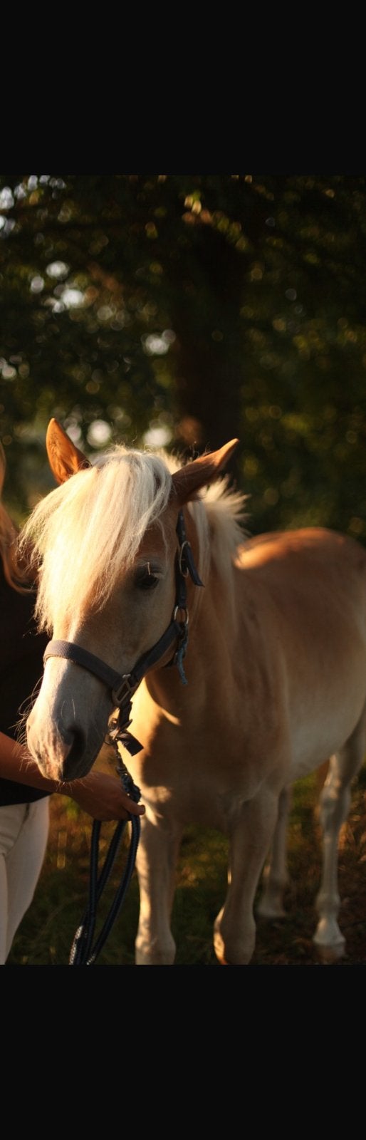 Haflinger merrie veulen, Dieren en Toebehoren, Ophalen of Verzenden, Zo goed als nieuw