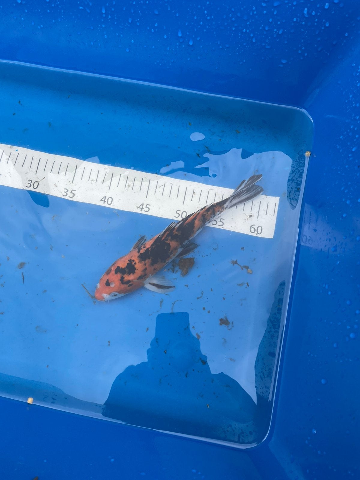 Koikarper 30 cm, Dieren en Toebehoren, Karper of Koi