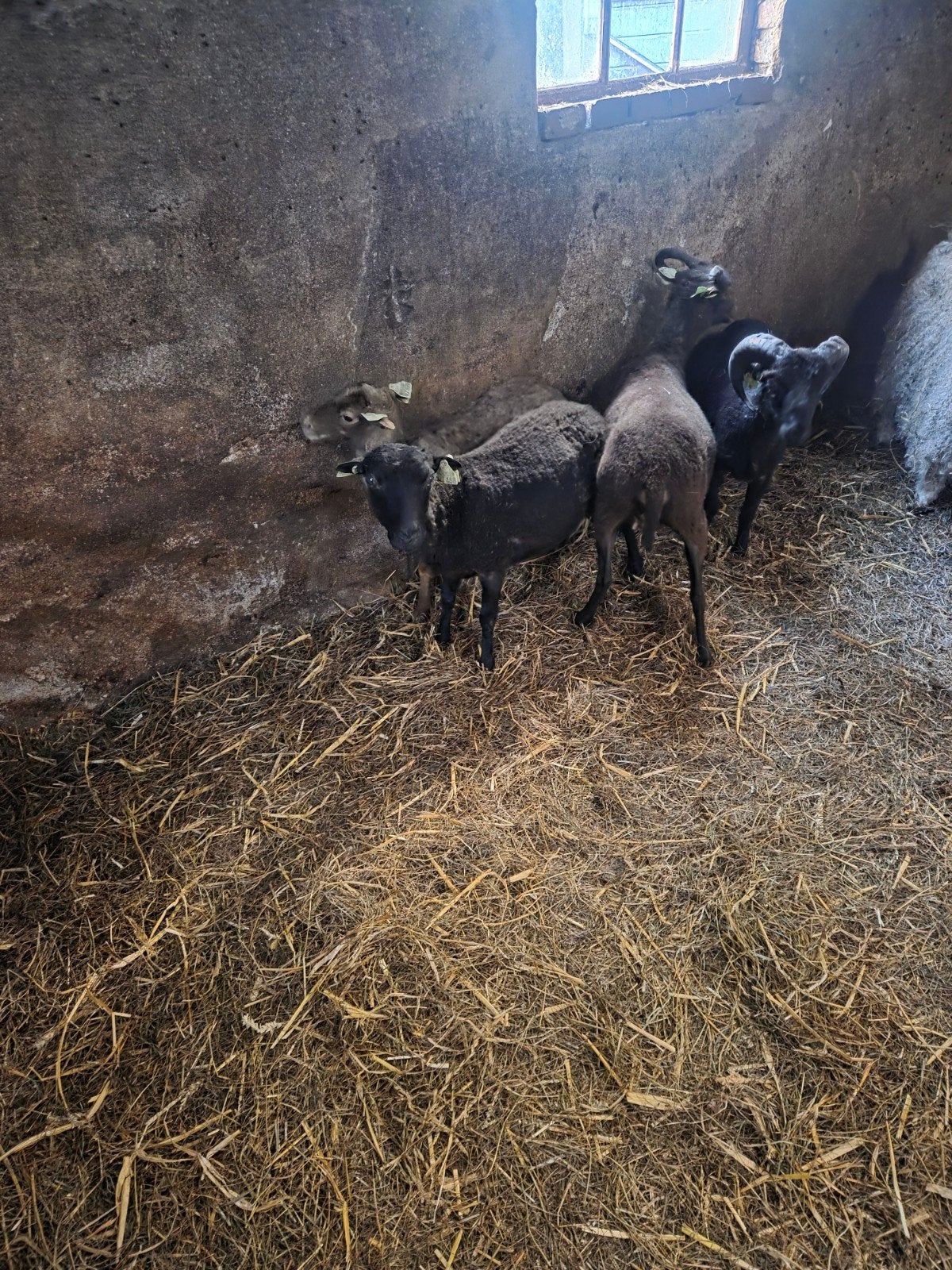 Mini schaapjes, Vrouwelijk, Schaap