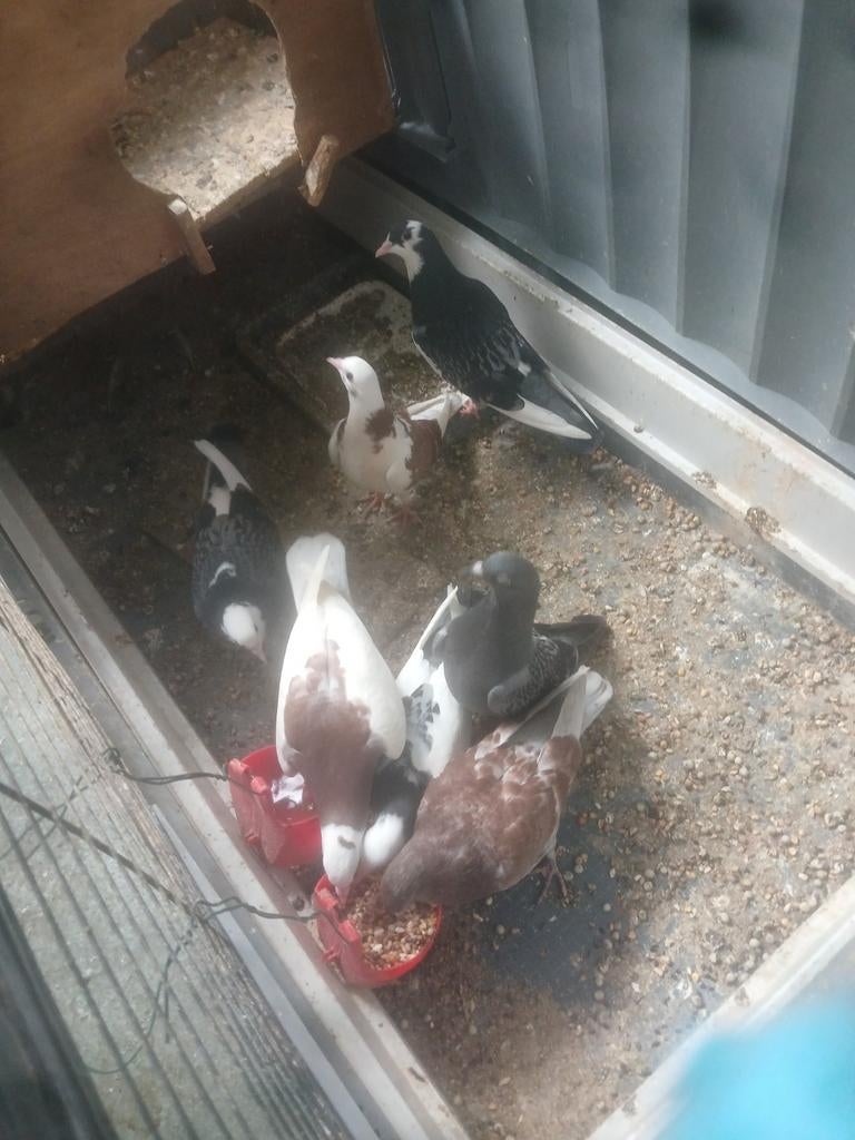 Jonge duiven, Meerdere dieren, Overige soorten
