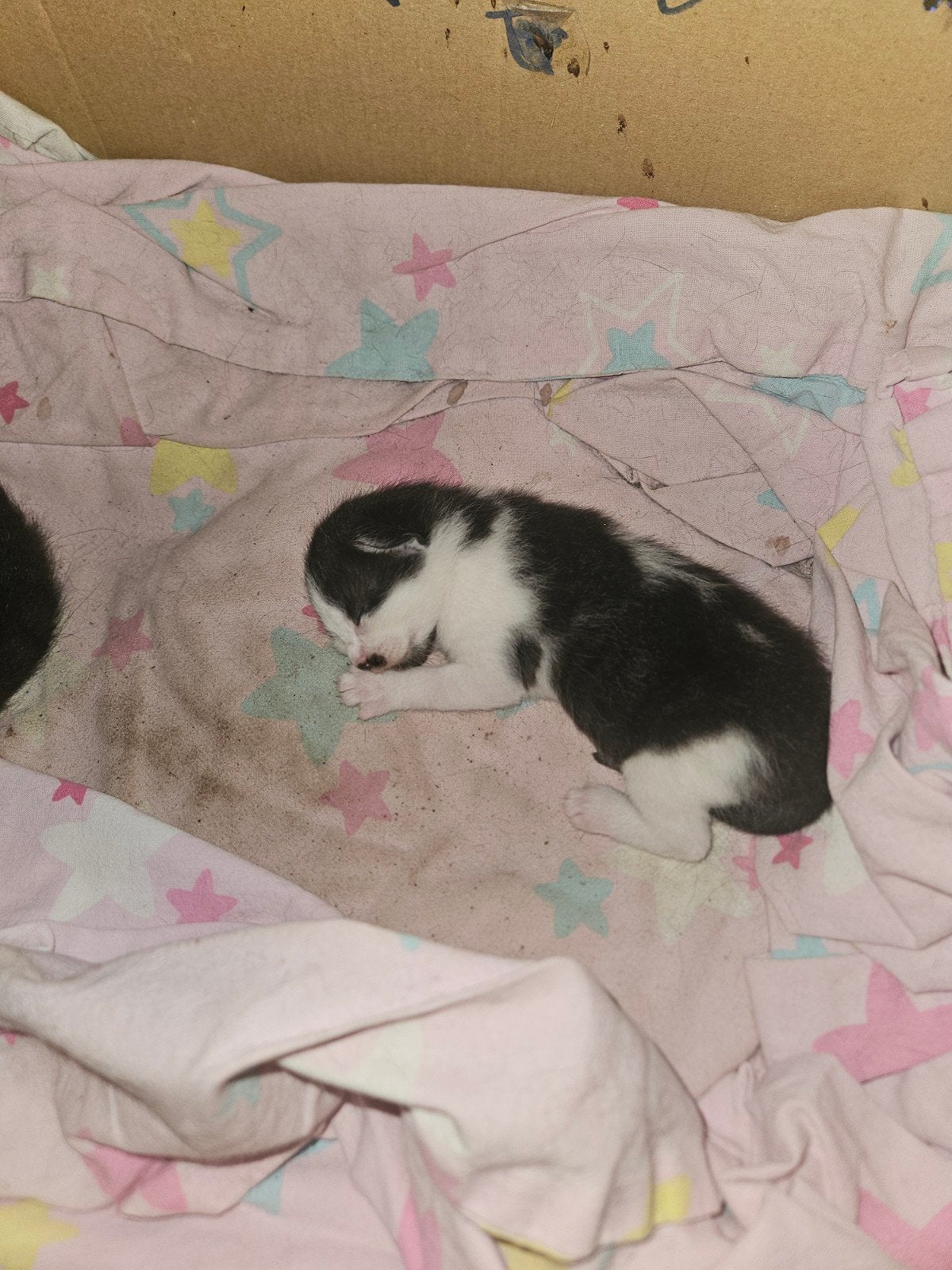 Kittens, Meerdere dieren