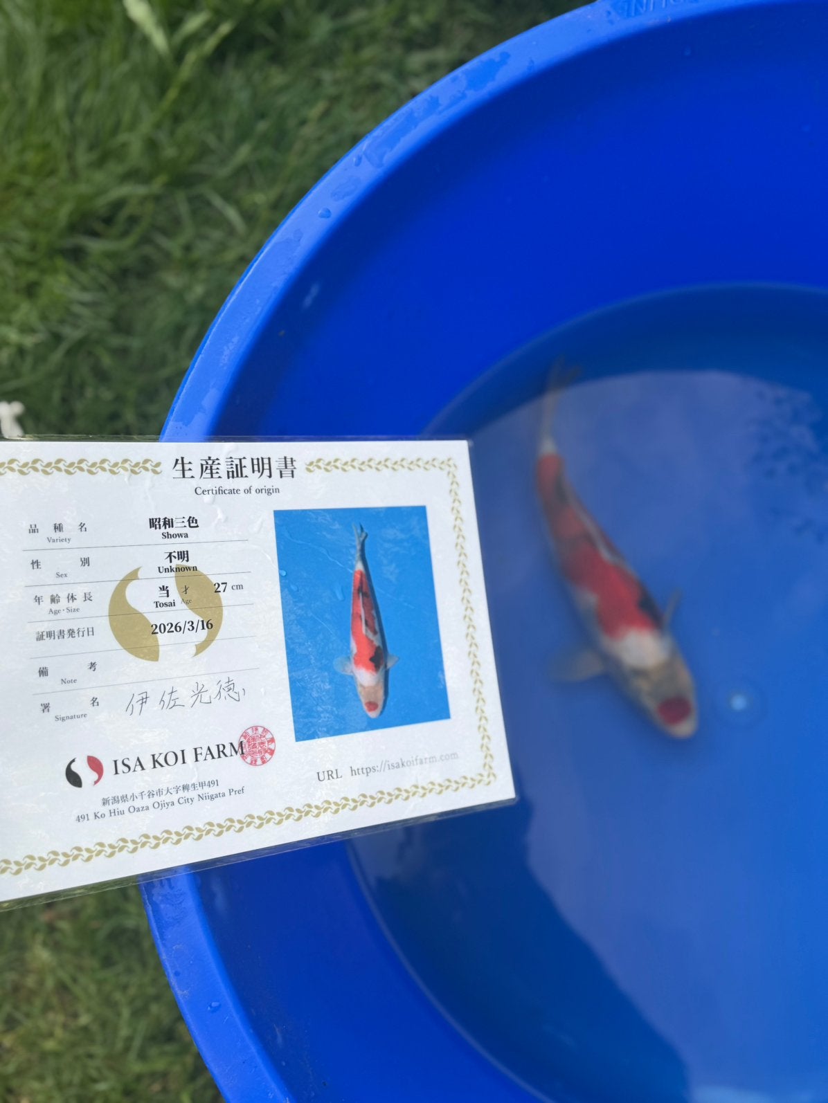 Isa Showa Tosai 32 cm met certificaat japanse koi, Dieren en Toebehoren, Vissen | Vijvervissen, Karper of Koi