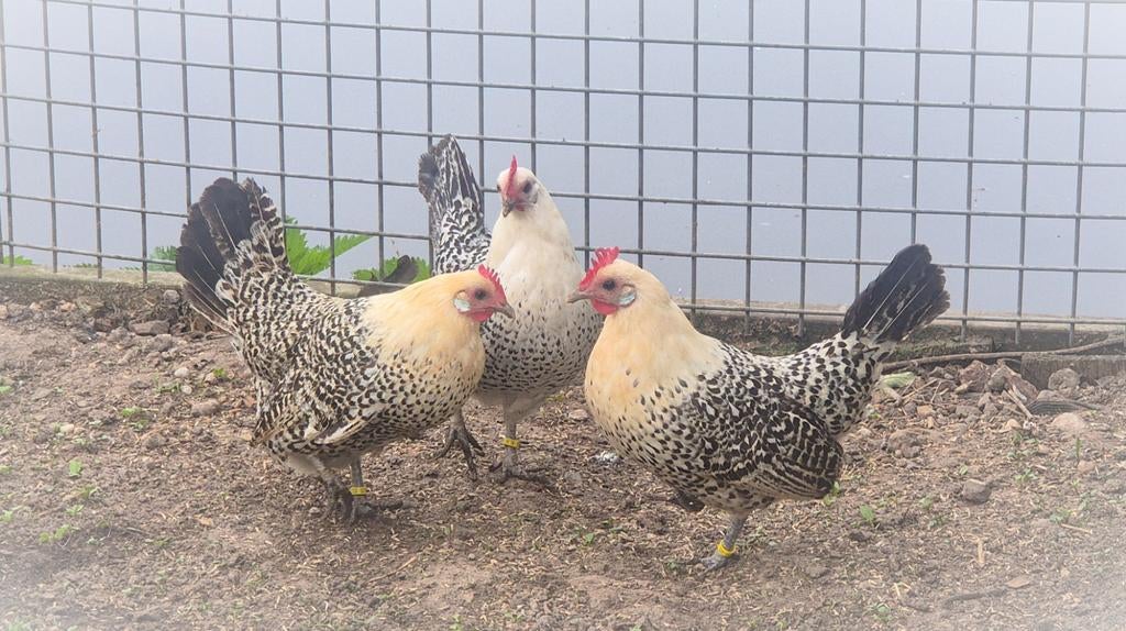Schitterende Friese hoen kriel kippen te koop!, Dieren en Toebehoren, Pluimvee, Vrouwelijk, Kip