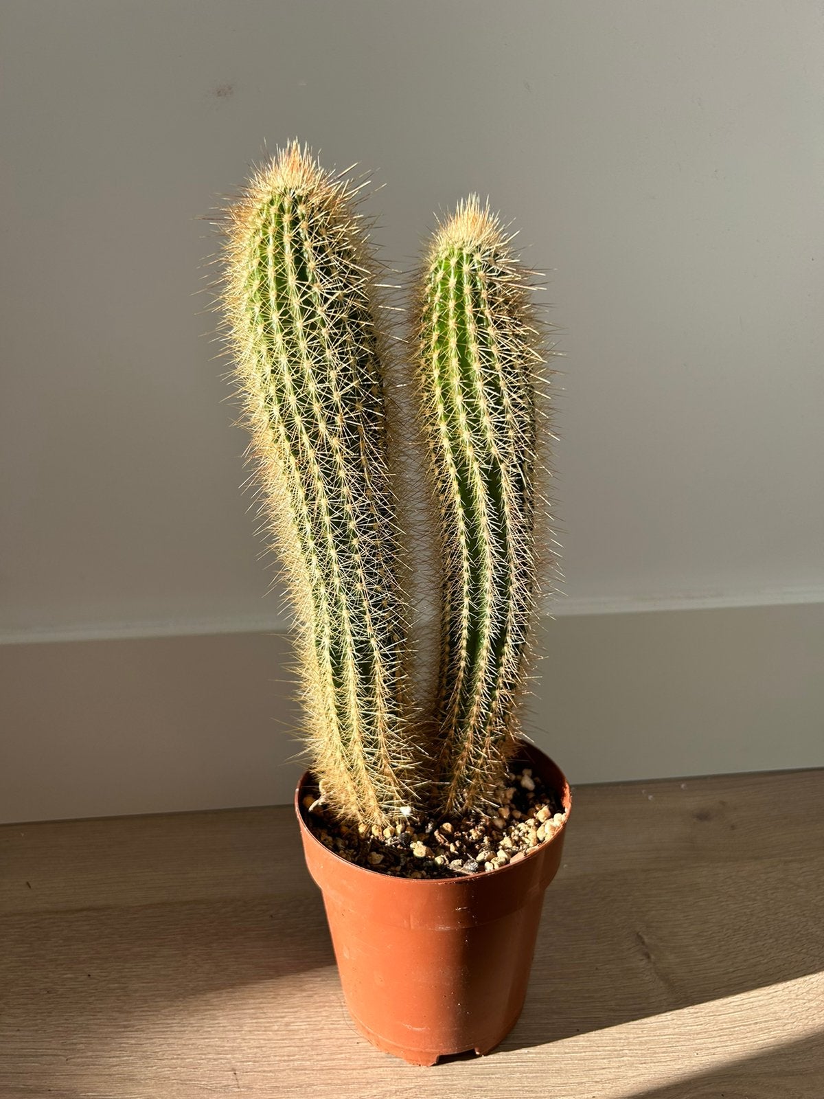 Vatricania guentheri (Golden Torch Cactus), Ophalen of Verzenden, Cactus, Volle zon, Minder dan 100 cm