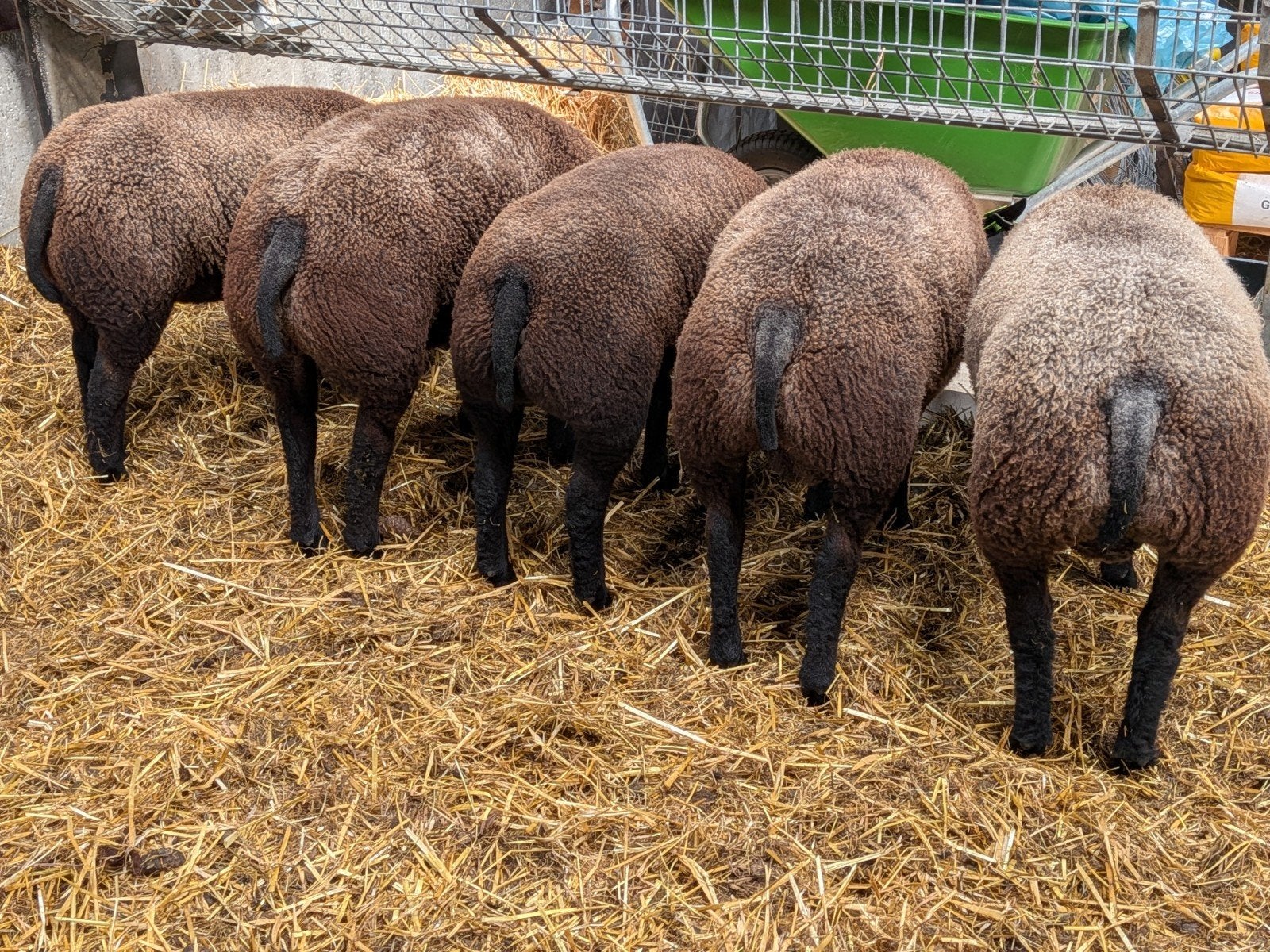 Blauwe Texelaar dekrammen ARR/ARR, Vrouwelijk, Schaap